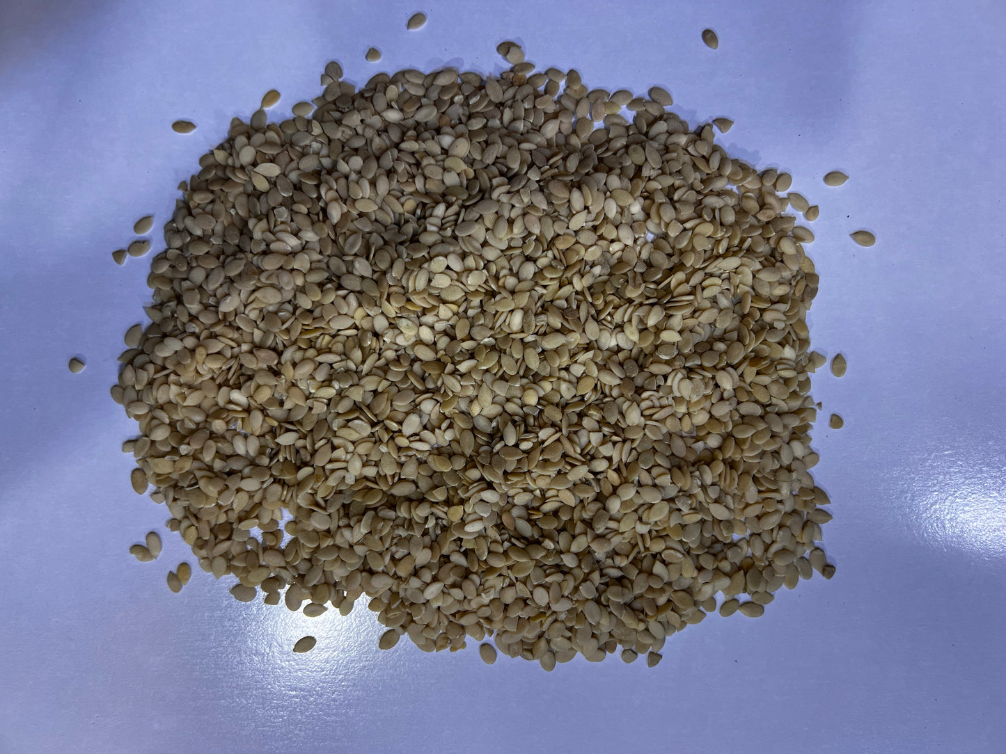 Charo Maghaz (چاروں مغز)