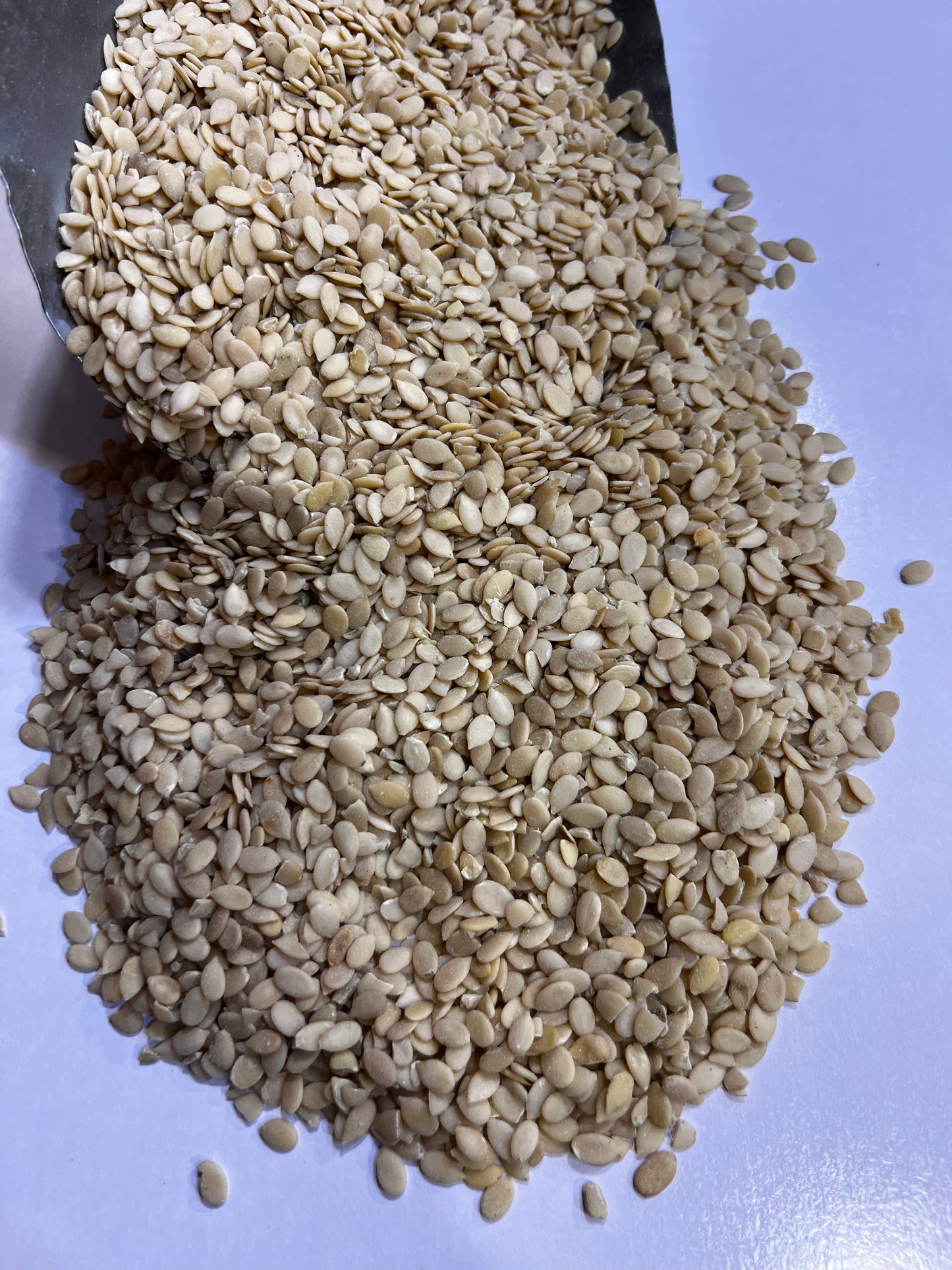 Charo Maghaz (چاروں مغز)