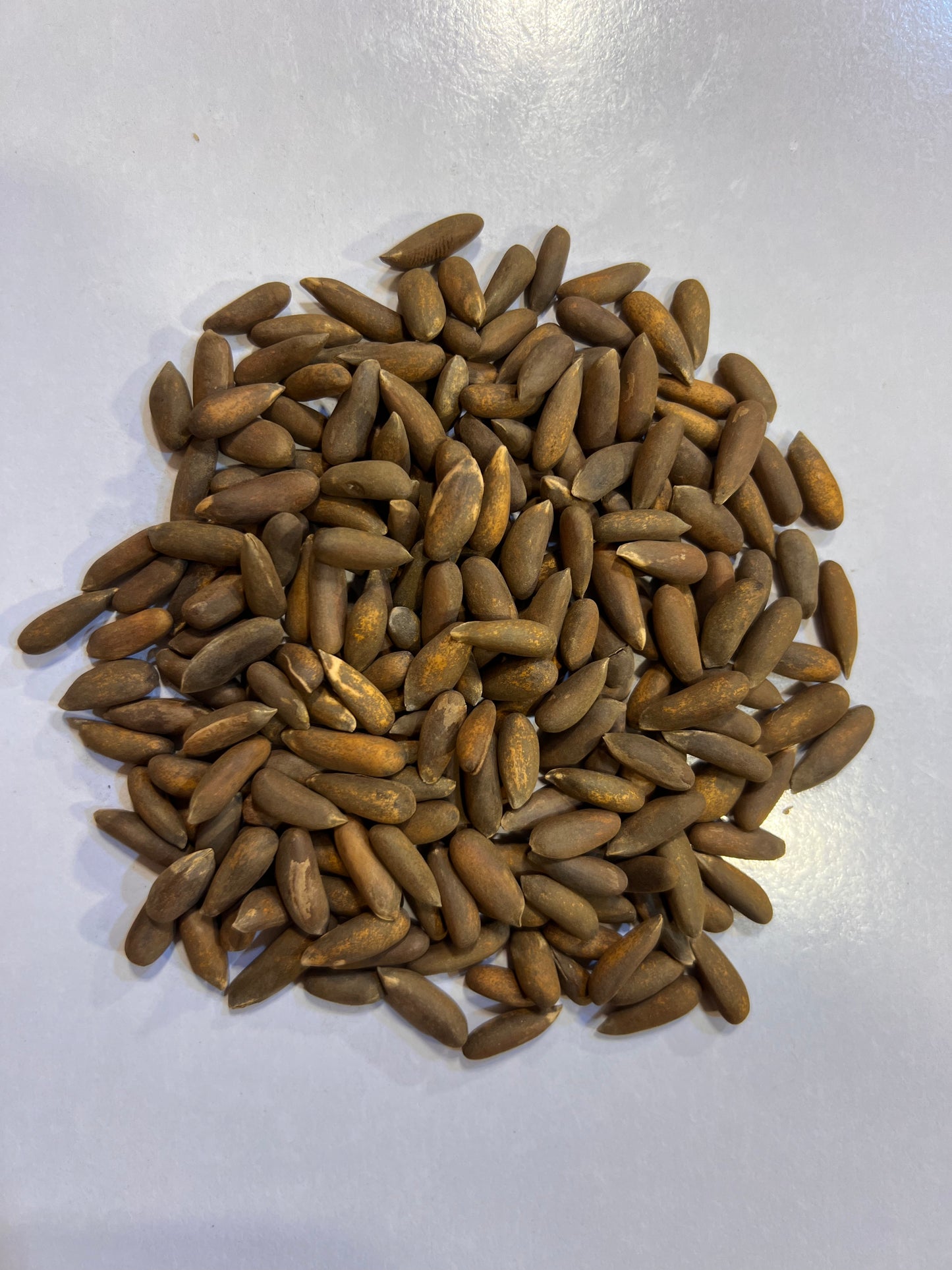 Chilgoza Bannu (Bannu Pine Nuts)