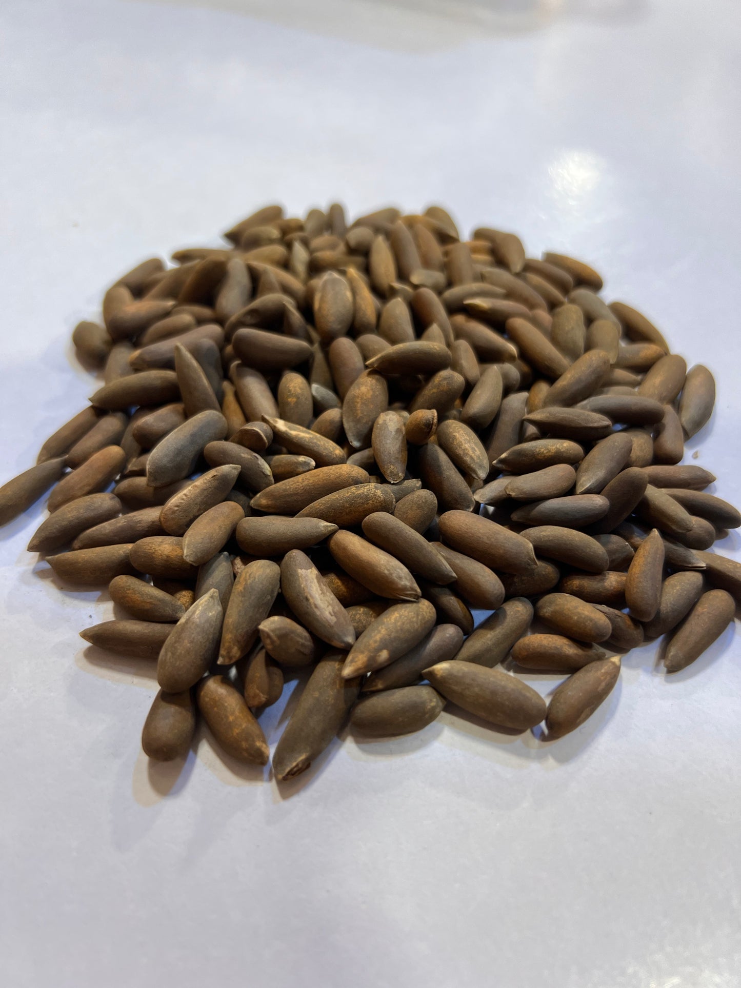 Chilgoza Bannu (Bannu Pine Nuts)