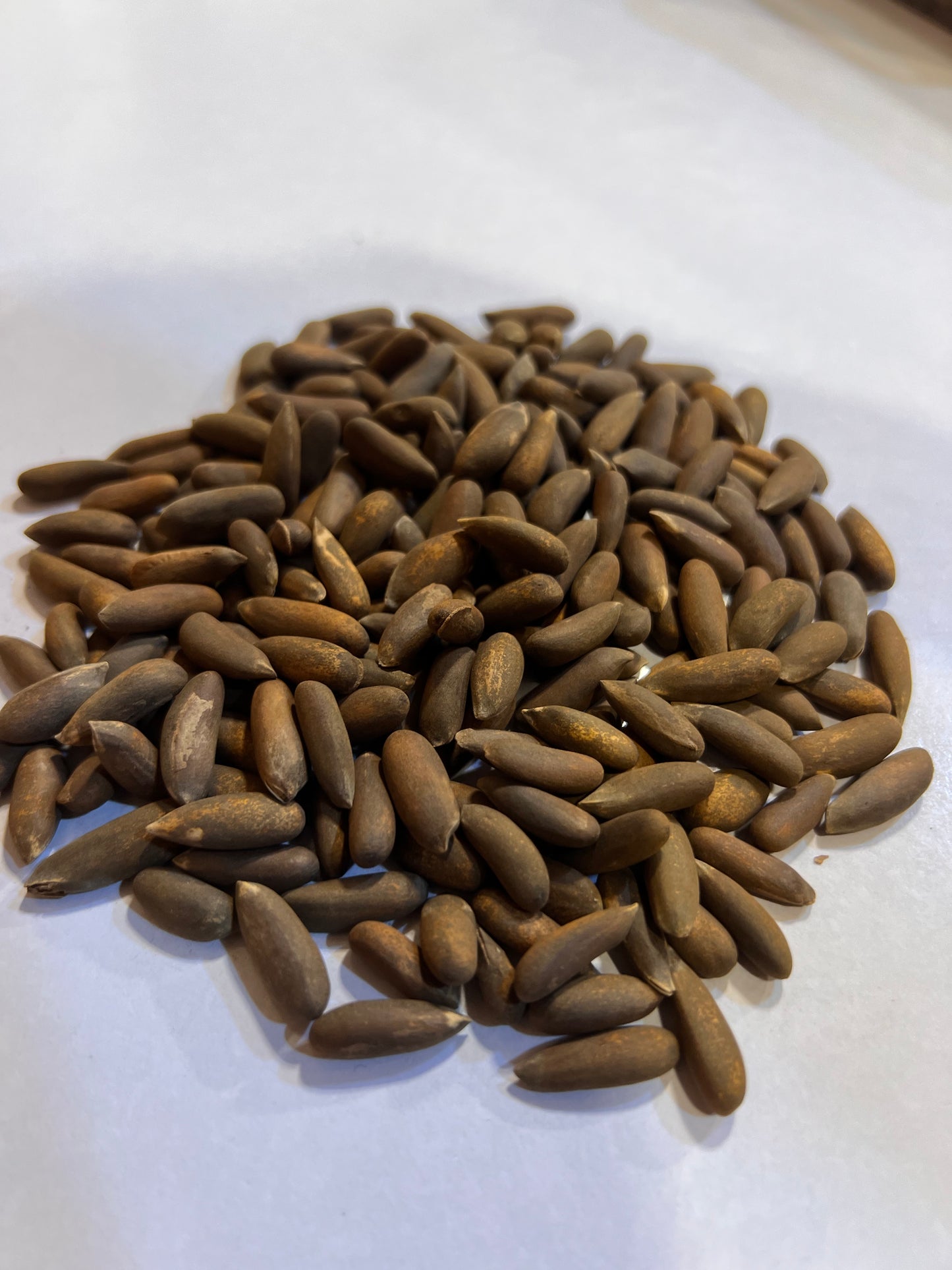 Chilgoza Bannu (Bannu Pine Nuts)